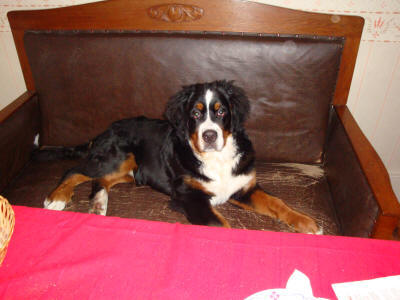 Sebbe Svartkrut 6 months