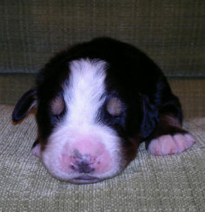 2:an male 1v