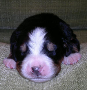 6:an male 1v