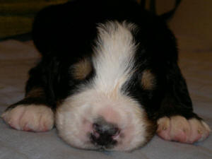 2an male 2v