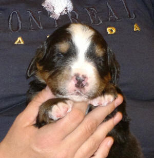 4an 2v male