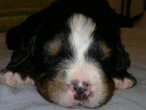 4an male 2v