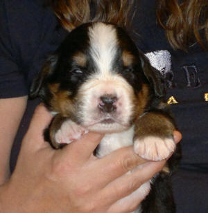 6an 2v male