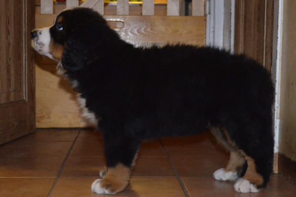 5an Smirre Male 8 v