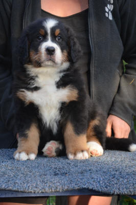 3an Male 7v
