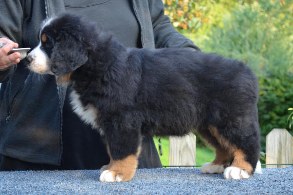 5an Male 7v