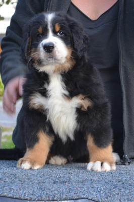 5an Male 7v