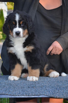 6an Male 7v