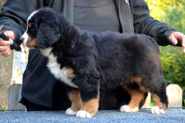 6an Male 7v