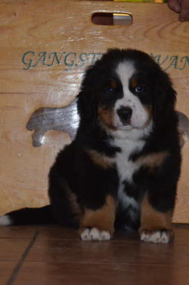 1an female Stina 8 v