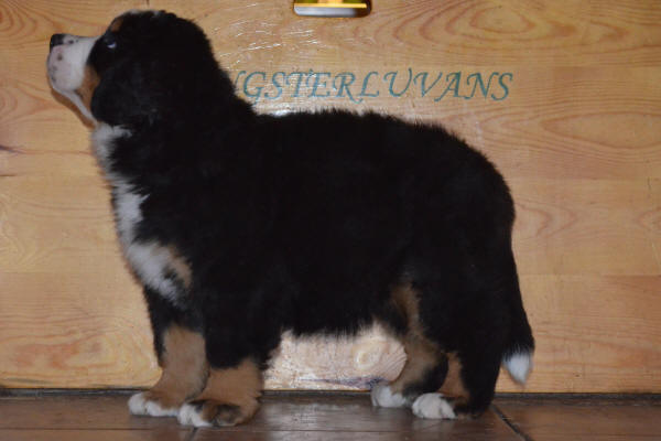 Gangsterluvans Stina Stubin 8 v