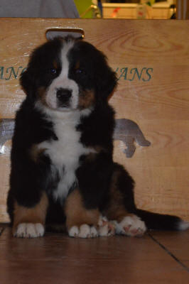 Sten-Sture Svartkrut 8 weeks