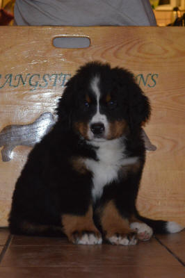 4an Sixten Male 8 v