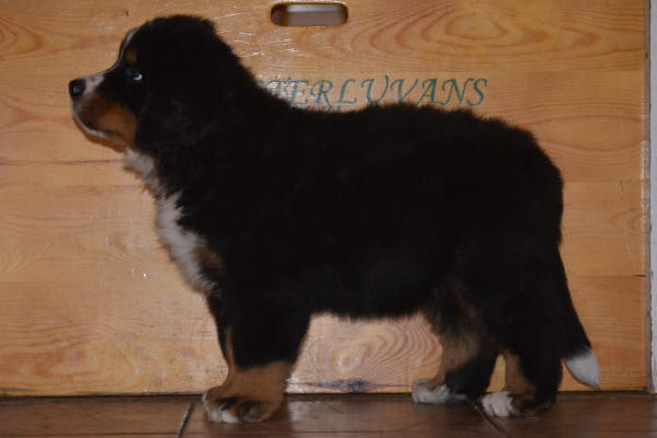 4an Sixten Male 8 v