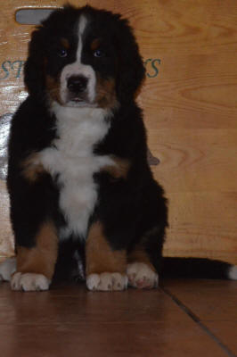 6an Sigge Male 8 v