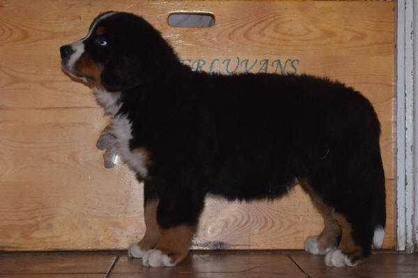 6an Sigge Male 8 v