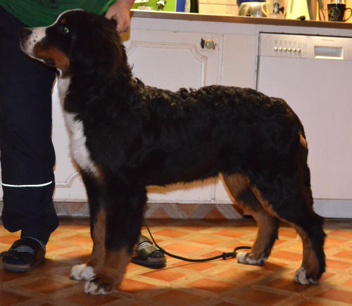 Sten-Sture Svartkrut 6 months