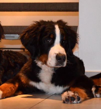 Sten-Sture Svartkrut 6 months