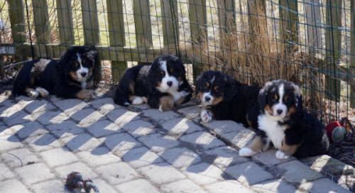 Fr v� Hane 1,2 tik 4 och 3. 