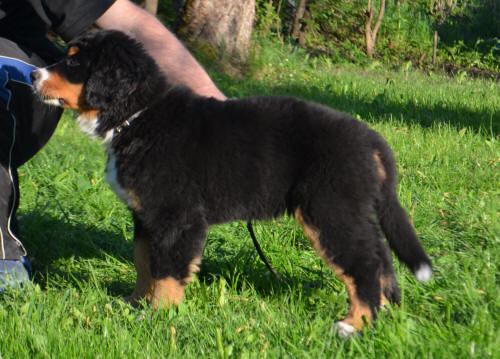 Tuva 12v