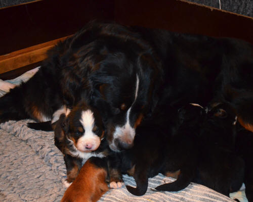 Hane 5 och mamma Rutan myser!