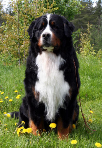 Bernerdalens �zzie