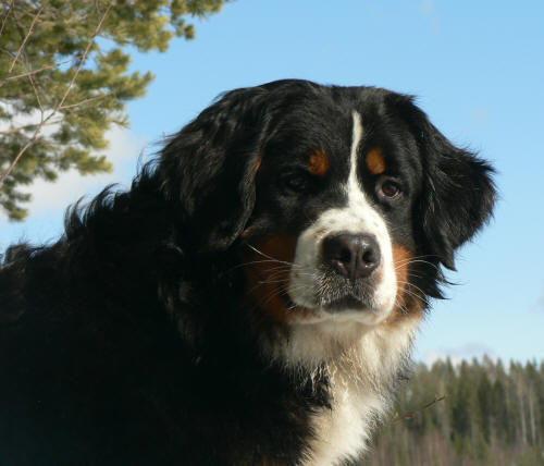 Himla ca 10 months
