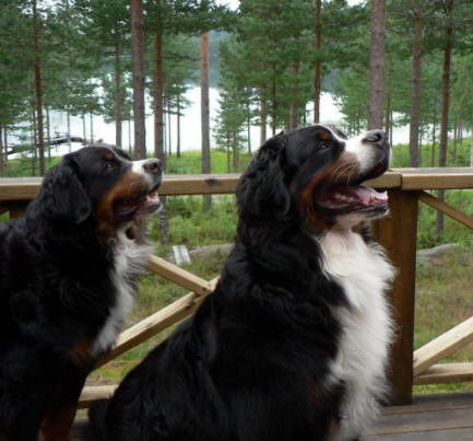 Lady 2 �r och Keno 6,5 �r