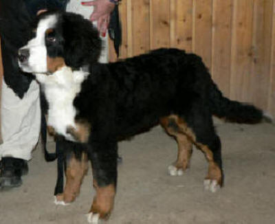 Nellie ca 5 m�nadeer