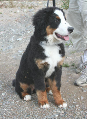 Nilla Nos n�sta 5 m�nader