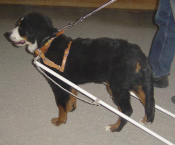 Nisse Nos "Wilson" 4,5 m�nader 