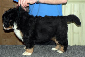 Oskar Or�dd 7w