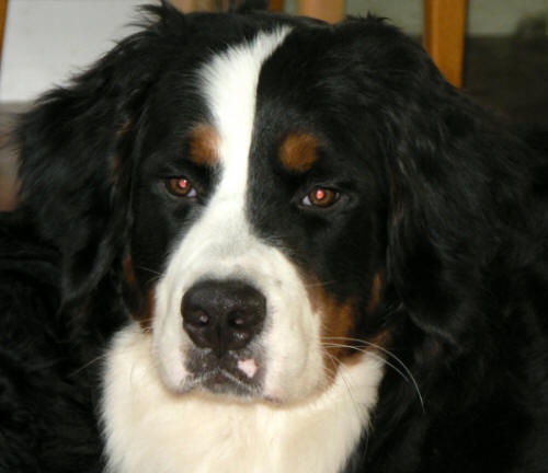 Pinglan 1 �r/1 year