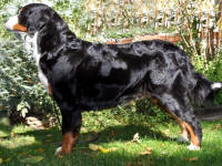 Raven Rigde "Puzzle" ca 2 �r
