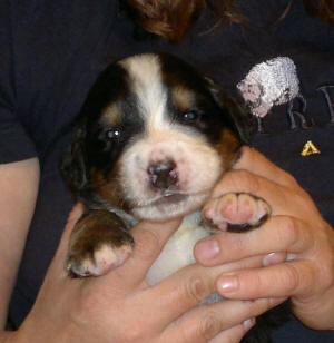5an 2v male