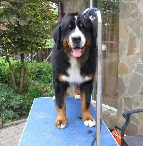 Smirre 13 months, 50 kg