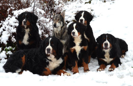 Lady, Keno, J�nta, Stina, Sture och Himla, Dec 2011
