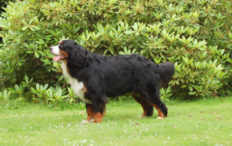 Doremis Watson Brad ca 1,5 �r/year 