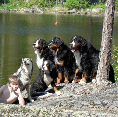 Viktor 11 r och hundarna i "Kalven" 09